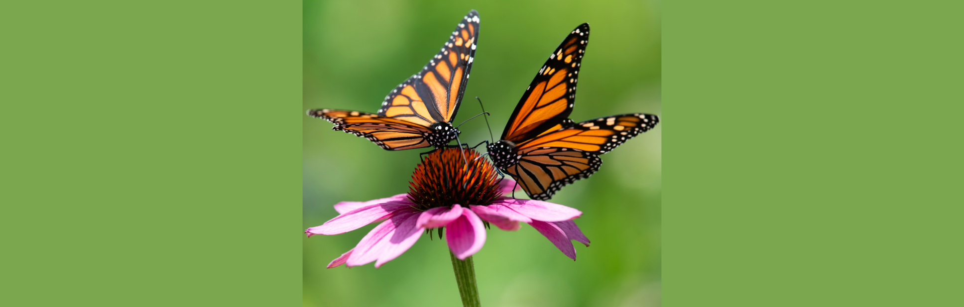 How to Raise Monarch Butterflies